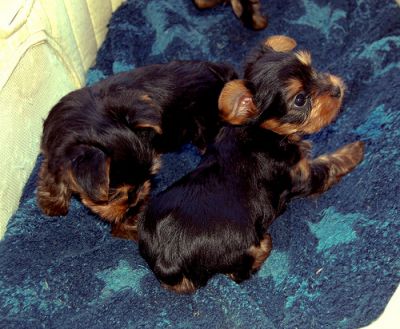Portable-Weightless Full Blood Teacup Yorkies For Free Adoption