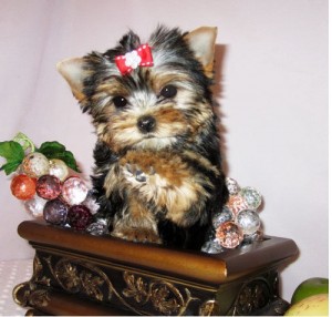 tinny teacup yorkie ready for adoption