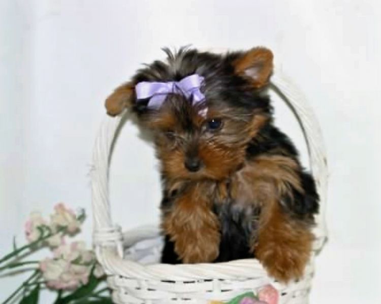 Awesome x-mas tEACUP Y.o.r.k.i.e Puppies for Adoption