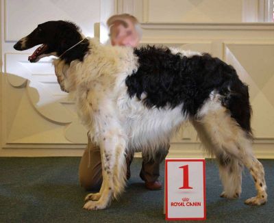 Borzoi – Russian Wolfhound