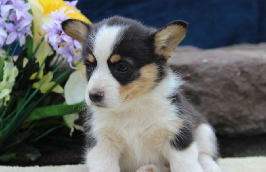   Top quality Pembroke Welsh Corgi Puppies for adption