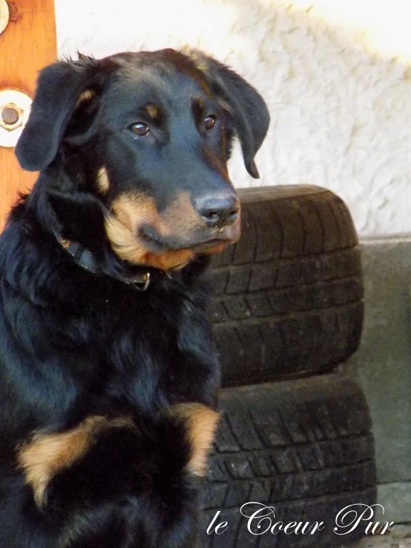 Beauceron puppy for sale