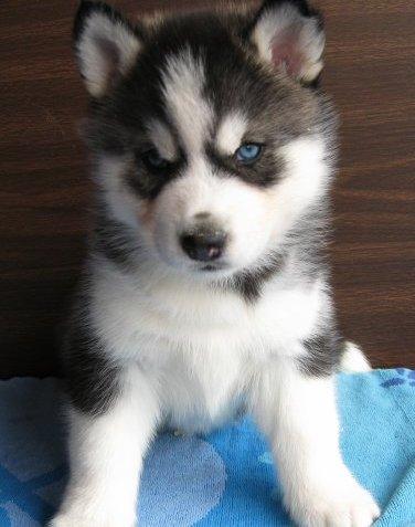 Siberian Husky Puppies on Adoption.