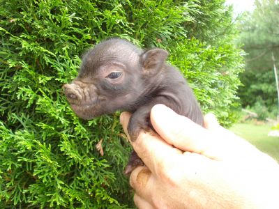 Micro Mini Pigs