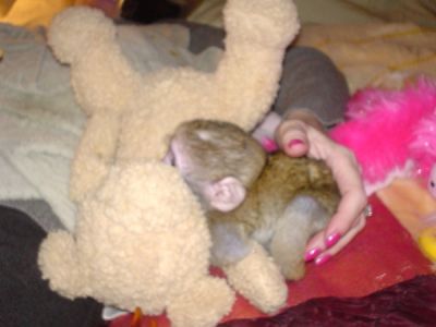 Adorable Marmoset Monkeys for adoption