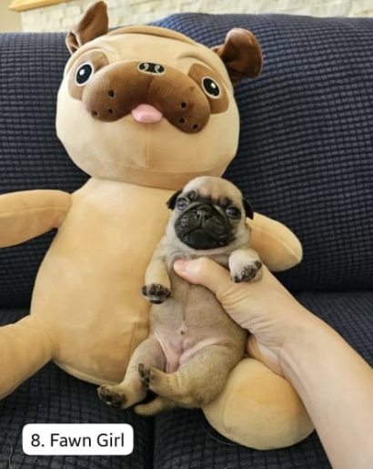 Adorable Pug Puppies