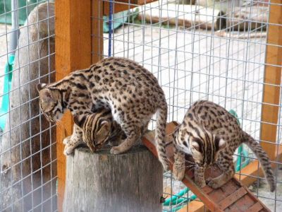 f1 f6 savannah kittens ocelot kittens caracal kittens serval kittens and white lion cubs.