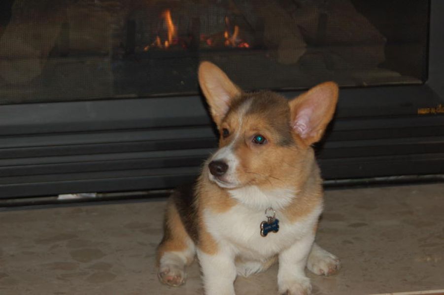 Beautiful Pembroke Welsh Corgi 