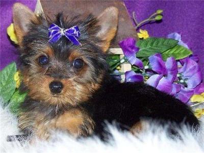  Teacup Yorkie Puppies For R-Homing 