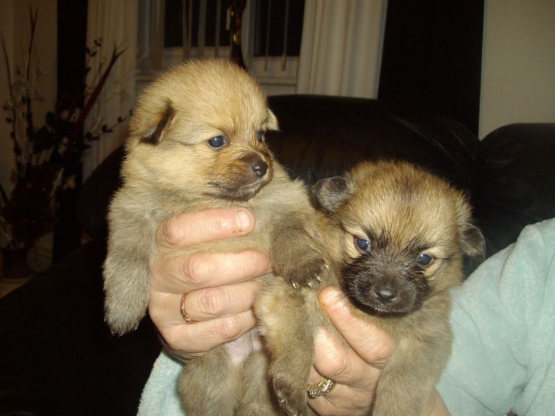 Pomeranian for Rehoming