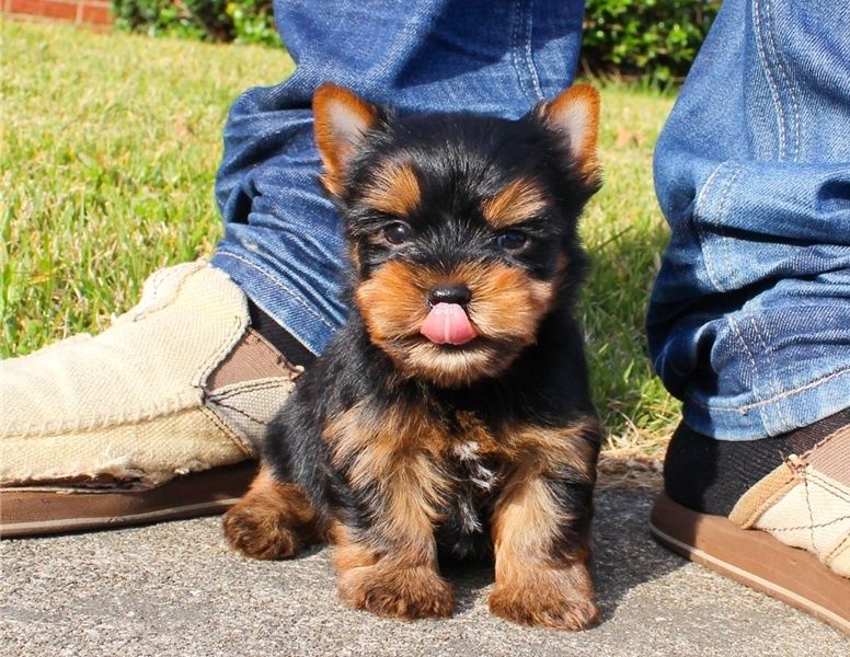 SEXY AKC YORKIE PUPPIES FOR SALE.......678-881-4735
