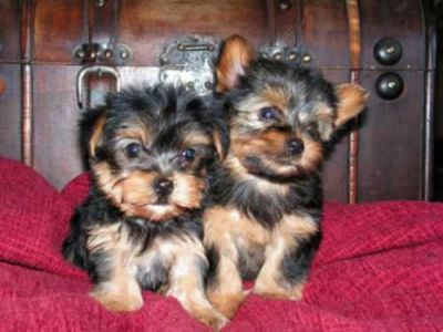 Cute Teacup Yorkie Puppies For Free Adoption