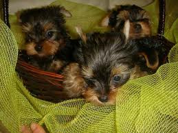 A lovely teacup yorkie puppies(roseremy90@yahoo.com )