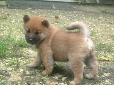 Free Shiba Inu Puppy to be Pampered