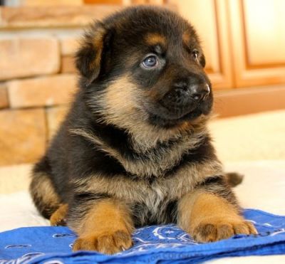 Cute Male and Female German Shepherd Dogs