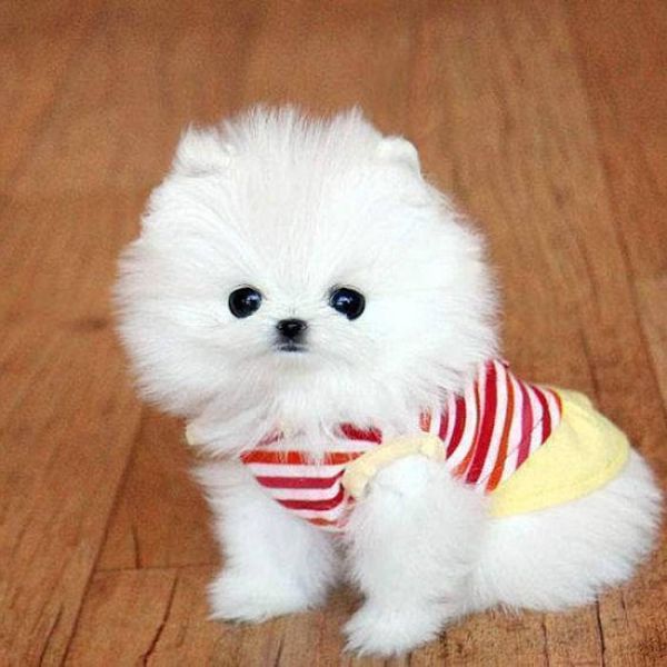  Home Train.Cute Pomeranianss Puppies, Very Playful 