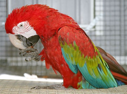  Beautiful And Intelligent Green Winged Macaws Parrots