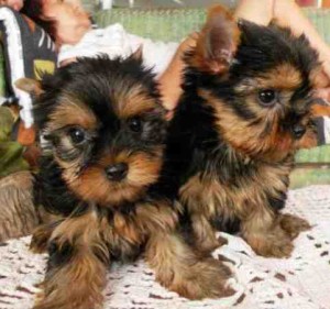 Amazing Yorkie puppies for Adoption