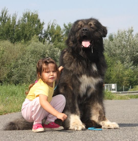 Caucasian Shepherd dog - pupps FCI pedigree