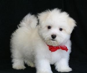  a kc registered Maltese puppies ready for re-homing 