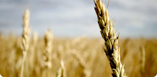 Premium Food United Kingdom