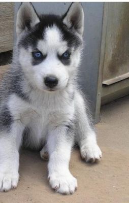 Gorgeous Siberian Husky Puppies For Good Home