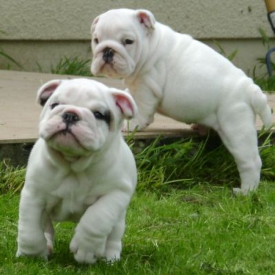  ENGLISH BULLDOG PUPPIES FOR ADOPTIONS