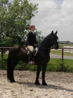 Friesian Horses.
