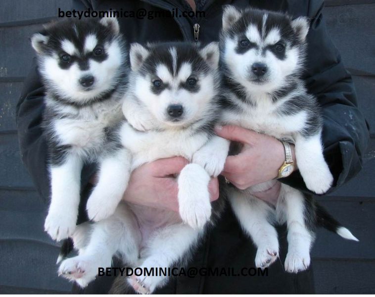 Lovely Siberian Husky Puppies