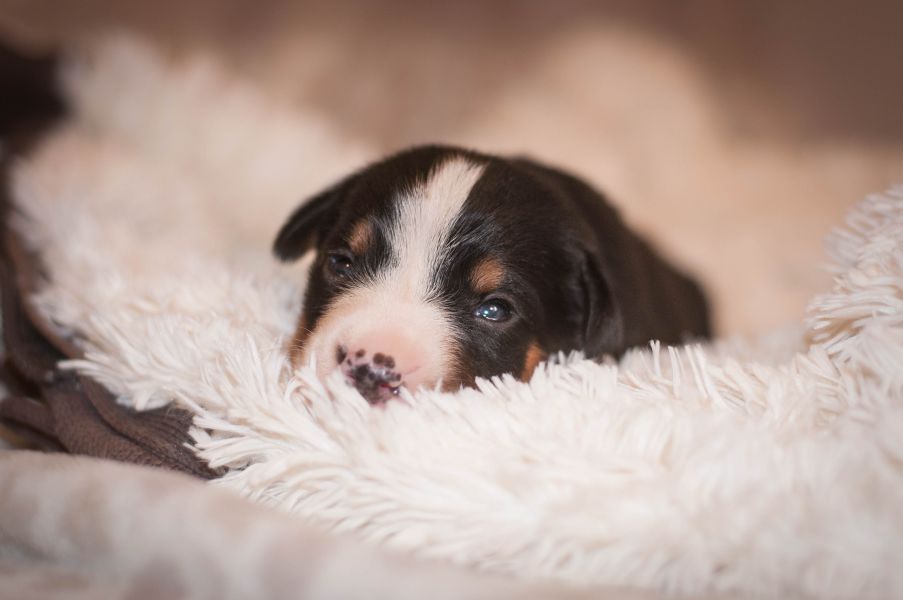 Appenzeller mountain dog excellent puppies