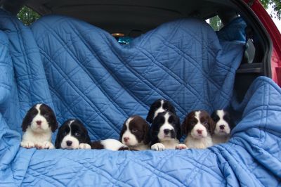 English Springer Spaniels