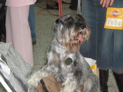 Standard Schnauzer (Medium) pepper and salt with pedigree