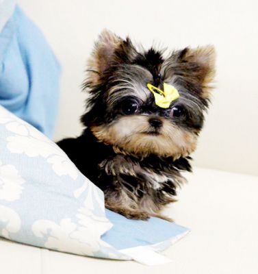 Teacup Yorkshire Terrier Available For Adoption