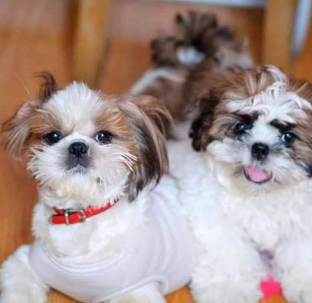 Shitzu puppies ready to go