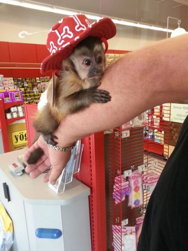 Extra charming capuchin monkeys