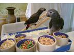 Wow DNA Registered African Grey Parrots For adoption