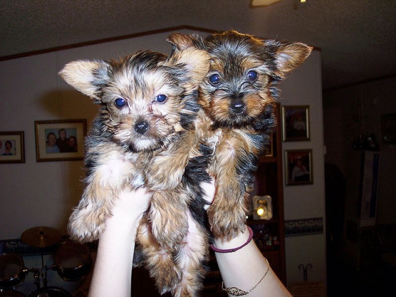 Gorgeous Quality Teacup Yorkies Puppies.