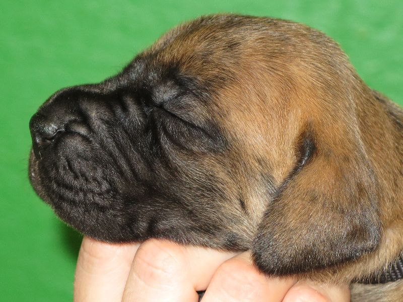 Great Dane – Puppies with pedigree for sale