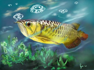 Top Quality Arowana Fish For Sale