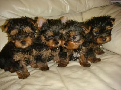 X-mas teacup yorkie puppies for free adoption