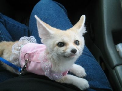  Fennec fox and spotted genet and kinkajou for sale