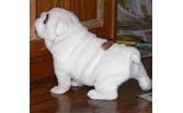 English bulldog puppies with papers