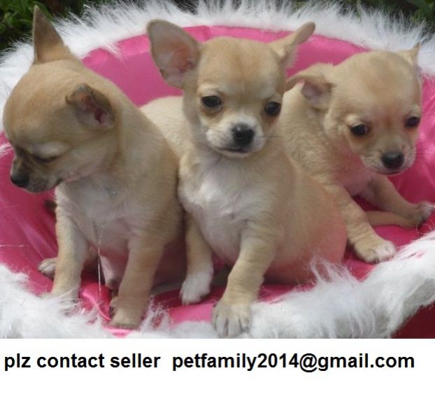 Ssd chihuahua puppies free for adoption