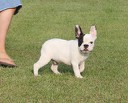 Two Gorgeous French Bulldog Puppies for adoption
