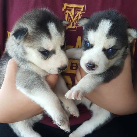  11 weeks old female and male Siberian husky puppies for adoption