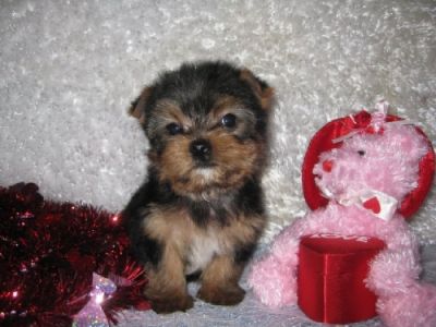 male and female T-cup yorkie pups(carineremirez99@gmail.com)