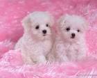 Sweet Affectionate Maltese Puppies