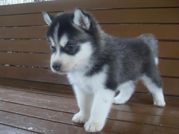 Siberian Husky Puppies for Sale Text Me At (215) 526-5512