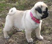 Beautiful Male and Female Pug puppies!!!