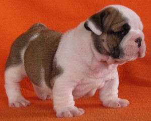 AKC Cute And Adorable  English Bulldog Puppies for Adoption (candybrown1287@yaho..com)